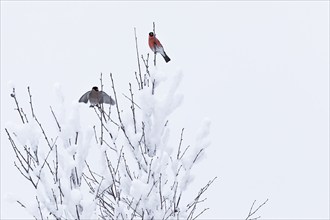 Eurasian bullfinch (Pyrrhula pyrrhula) in winter on snow-covered branches, Lapland, Finland, Europe