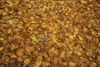 Group pear-shaped puffball (Lycoperdon pyriforme) in the forest with leaves, fallen leaves, leaf