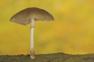 Beech slime mould with autumn colouring, yellow, autumn forest, porcelain fungus (Oudemansiella