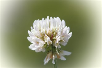 White clover (Trifolium repens), single flower, North Rhine-Westphalia, Germany, Europe