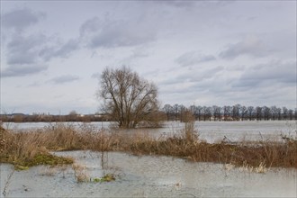 Flood on the Elbe in Dresden Übigau