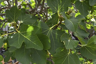 Real common fig (Ficus carica) with fruits, Bavaria, Germany, Europe