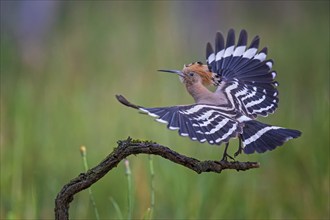 Hoopoe (Upupa epops) foraging, Bird of the Year 2022, sunrise, flower meadow, in departure,