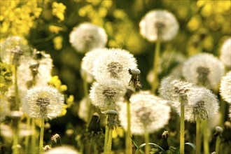 Dandelion, dandelions