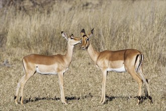 Common impalas (Aepyceros melampus), two females in dry grassland, showing affection, savanna,