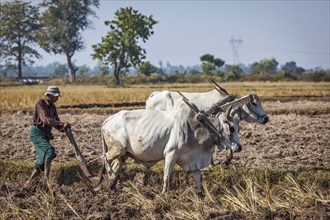 MYANMAR, JANUARY 6, 2014: Unidentified Burmese peasant plowing up field with ox. Agriculture in