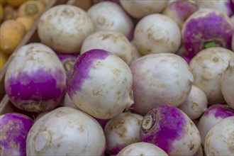 Turnip (Brassica rapa subsp. rapa), market sale, Alsace, France, Europe