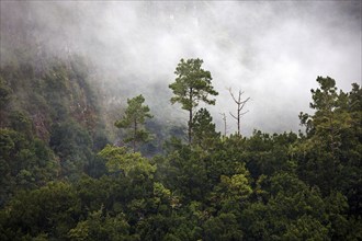 View from the Miradouro dos Balcoes viewpoint of surrounding trees in the fog, cloudy sky, Ribeiro