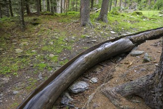 Wooden channel of the Kandelwaal, Martell, South Tyrol, Italy, Europe