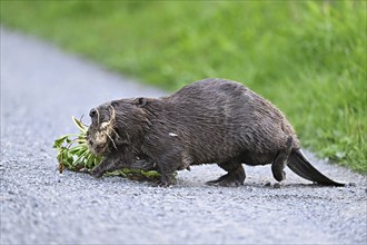 European beavers (Castor fiber), walking along a field path with a turnip in its mouth, Freiamt,