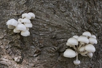 Porcelain fungi (Oudemansiella mucida), Emsland, Lower Saxony, Germany, Europe