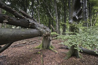 Old, fallen copper beech (Fagus sylvatica) with scale (Fomes fomentarius), Emsland, Lower Saxony,