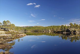 Wooded banks reflected in a calm lake, deserted, pine trees, Kystriksveien, Helgeland, Nordland,