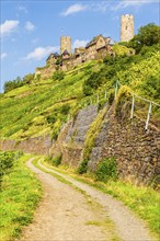 View over vineyard and castle of Thurant, valley Moselle, Rhineland Palatinate, Germany, Europe