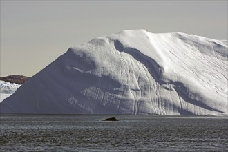 Humpback whale in front of icebergs, Disko Bay, Ilulissat, Arctic, Greenland, Denmark, North