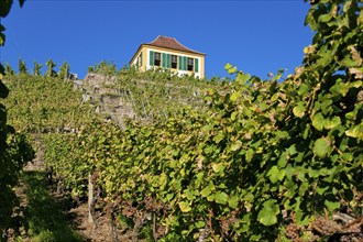 Diesbar Seußlitz vineyard