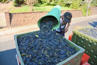 Grape grape harvest in the Spaargebirge near Meißen