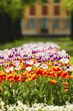 Pillnitz Palace Park in spring