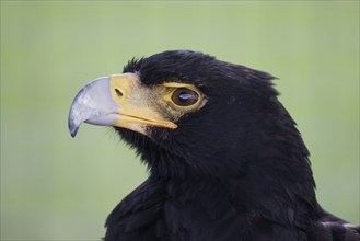 Verreaux's eagle (Aquila verreauxii), South Africa, Africa