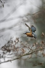 Common kingfisher (Alcedo atthis) in a dive, Emsland, Lower Saxony, Germany, Europe