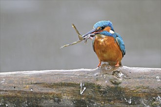 Common kingfisher (Alcedo atthis), with a captured frog in its beak, Switzerland, Europe