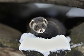 European polecat (Mustela putorius) or woodland polecat, sitting on a snow-covered woodpile,