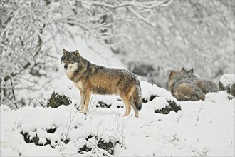 European gray wolf (Canis lupus lupus) standing in the snow, captive, Switzerland, Europe