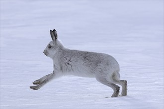 Mountain hare (Lepus timidus), Alpine hare, snow hare in winter pelage running in the snow,