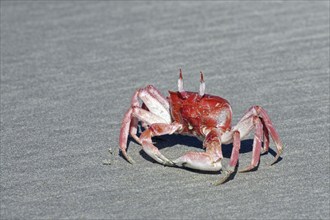 Painted ghost crab, cart driver crab (Ocypode gaudichaudii) on the beach at Puerto Villamil on