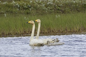 Whooper swans (Cygnus cygnus) couple, pair swimming in lake with three chicks in summer, Iceland,