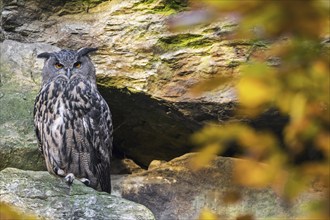 Eurasian eagle owl (Bubo bubo) sitting on rock ledge in cliff face in autumn forest