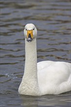 Close up portrait of whooper swan (Cygnus cygnus) swimming in winter