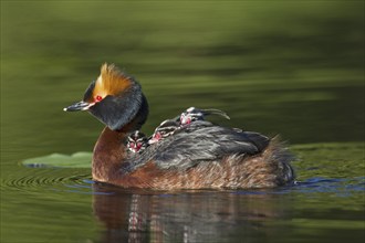 Horned grebe (Podiceps auritus) in breeding plumage swimming in lake while carrying chicks on its