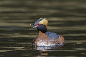 Horned grebe (Podiceps auritus) in breeding plumage swimming in lake and calling