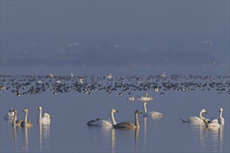 Whooper Swans (Cygnus cygnus) flock swimming among ducks in lake in winter