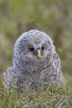 Ural owl (Strix uralensis) owlet in the taiga, Scandinavia