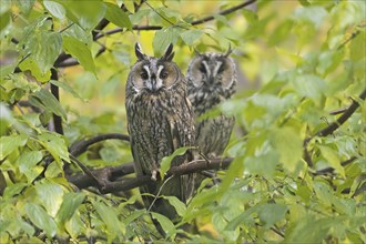 Two long-eared owls (Asio otus) (Strix otus) perched in tree in forest