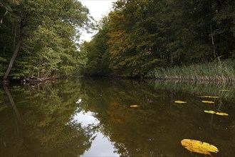 Alder swamp forest in autumn, Müritz National Park, Mecklenburg-Western Pomerania, Germany, Europe