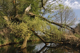 Alder forest in spring, Müritz National Park, Mecklenburg-Western Pomerania, Germany, Europe