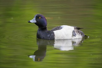 Tufted duck (Aythya fuligula), Germany, Europe