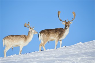 European fallow deer (Dama dama) bucks on a snowy meadow in the mountains in tirol, Kitzbühel,