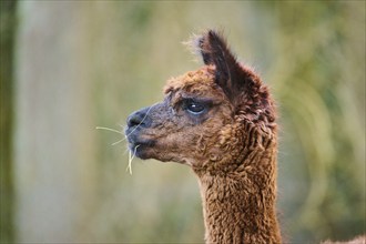 Llama (Lama glama) juvenile, portrait, Bavaria, Germany, Europe