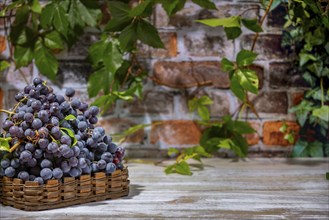 Blue burgundy grapes in baskets in front of brick wall with leaves, copying room