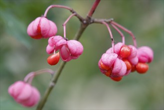 European spindle (Euonymus europaeus), October, Germany, Europe