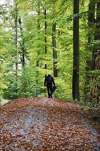 Lonely hiker, autumn in the forest, Germany, Europe