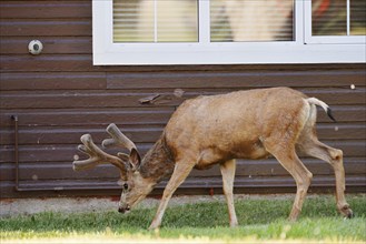 Mule deer (Odocoileus hemionus) or big-eared deer, deer with velvet antlers in front of a house,