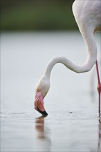 Greater Flamingo (Phoenicopterus roseus) standing in the water, portrait, Parc Naturel Regional de