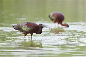 Glossy ibis (Plegadis falcinellus) standing in the water, hunting, Camargue, France, Europe