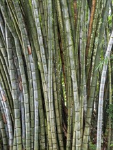 Giant bamboo (Dendrocalamus giganteus), Kandy Botanical Gardens, Sri Lanka, Asia