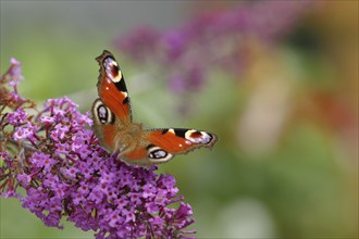 European peacock (Aglais io), on summer lilac or butterfly-bush (Buddleja davidii), Wilden, North